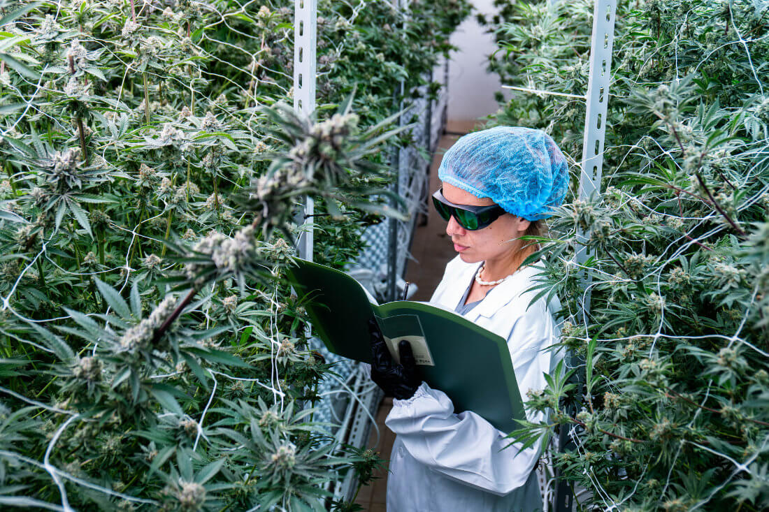 A person in a lab coat, gloves, hairnet, and sunglasses examines a folder while standing among cultivated cannabis plants in an indoor grow facility.