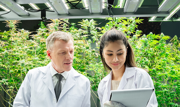 Two scientists in lab coats examine data on a tablet while standing in an indoor facility with cannabis plants and overhead grow lights.