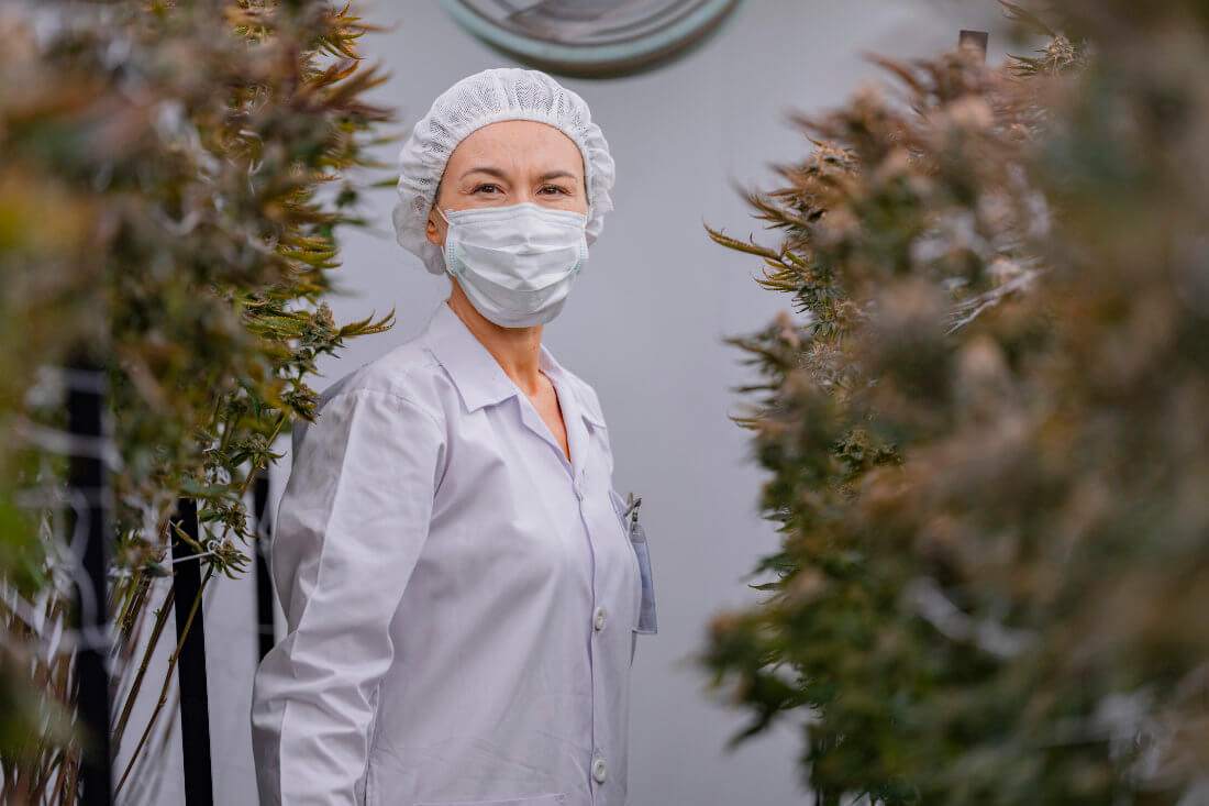 A person in a lab coat, hair net, and face mask stands between rows of cannabis plants in an indoor facility.